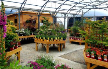 We grow and supply a wide range of perennials and bedding at Radharc Nurseries, to bring colour and seasonal interest to your garden.