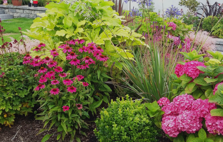 University of Galway Wildflowers University of Galway Wildflowers