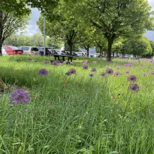 Boston Scientific Allium